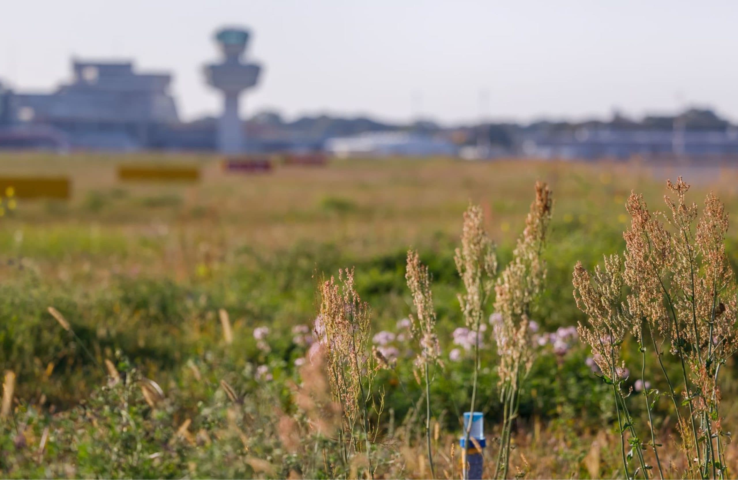 Tegel Flughafen, Grün Berlin Projekt